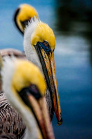 Wildlife