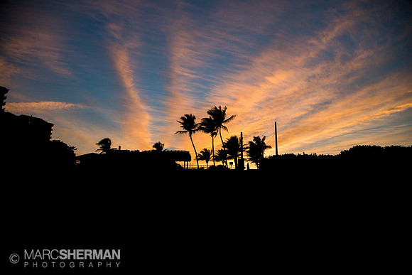 Juno Palms