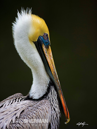 Crystal Pelican