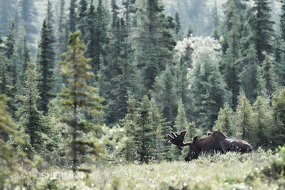 Moose on the Loose