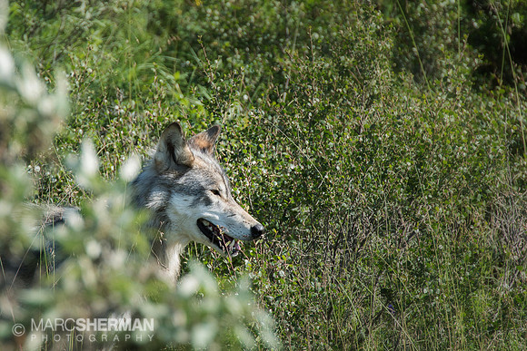 Wolf on The Prey