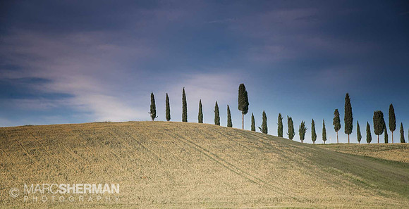 Tuscan Trees