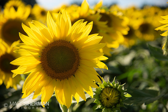 Sunny Flower